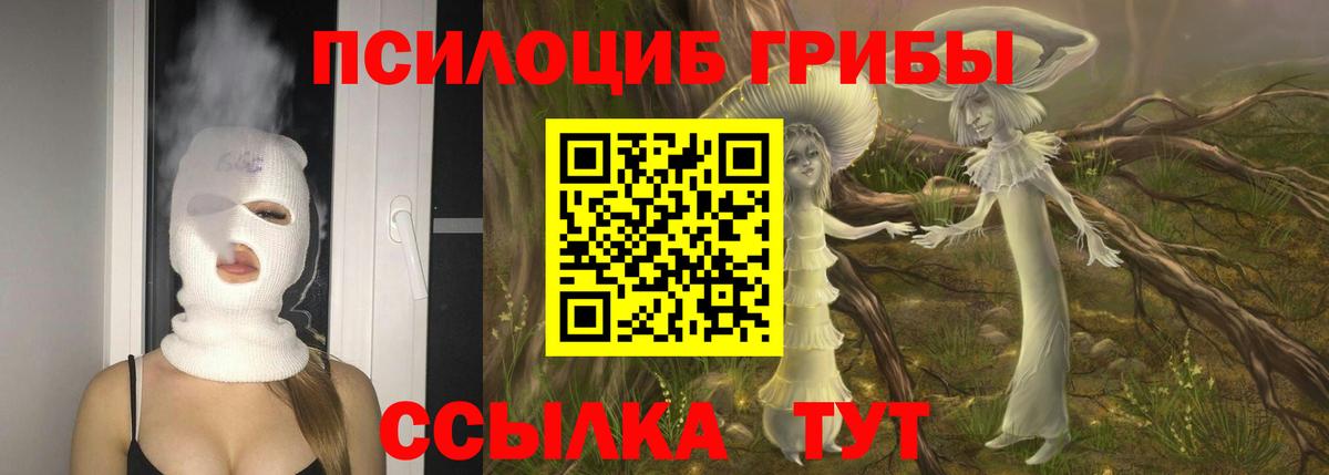 Выборг  Псилоцибиновые грибы Cubensis  Вход с VPN 